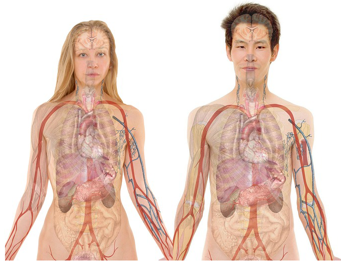 CONTENTS OF LOWER LIMB