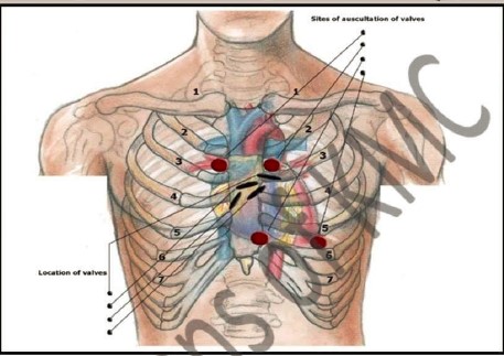 KMC PHYSIOLOGY OSPE 2