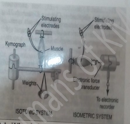 1ST YEAR PHYSIOLOGY OSPE