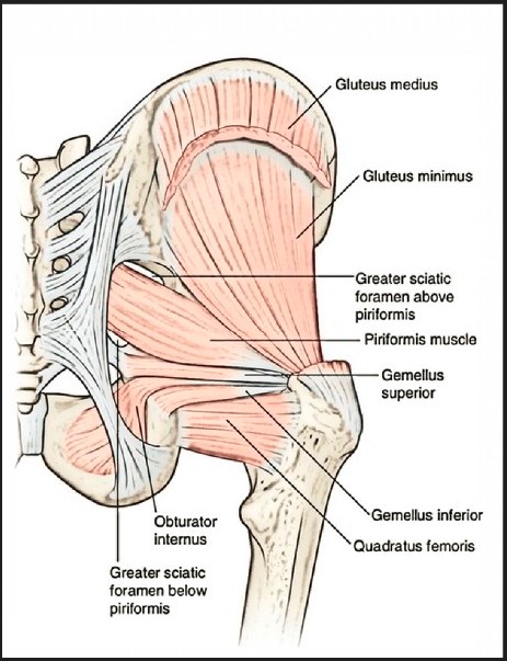 GREY'S ANATOMY GLUTEAL REGION